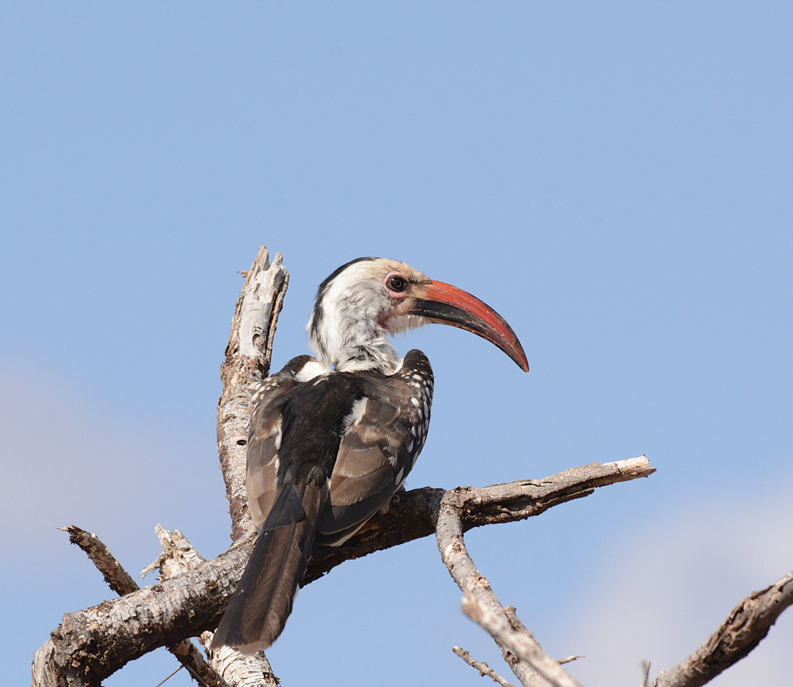 image Jackson's Hornbill
